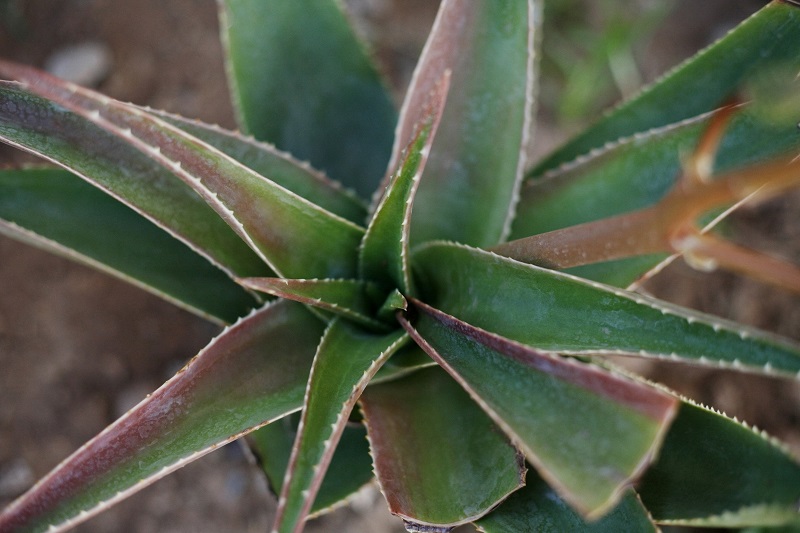 aloe vera sac bakimi